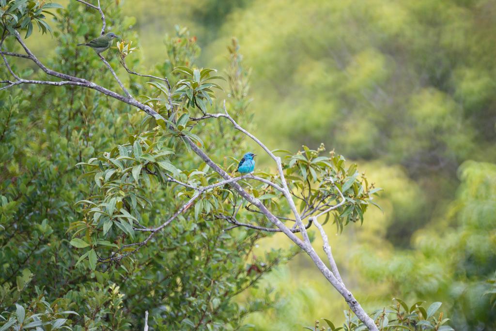 Pousada Mangabeiras Velha Boipeba Buitenkant foto